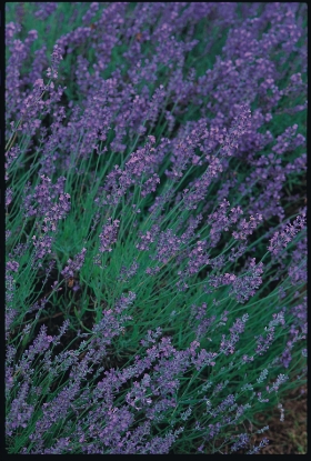 Picture of Lavender Vera